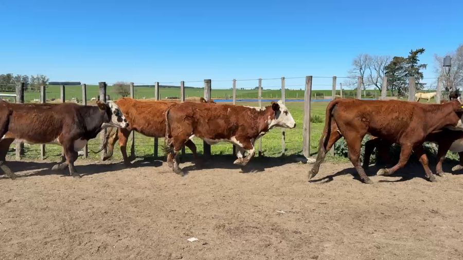Lote VACAS DE INVERNADA