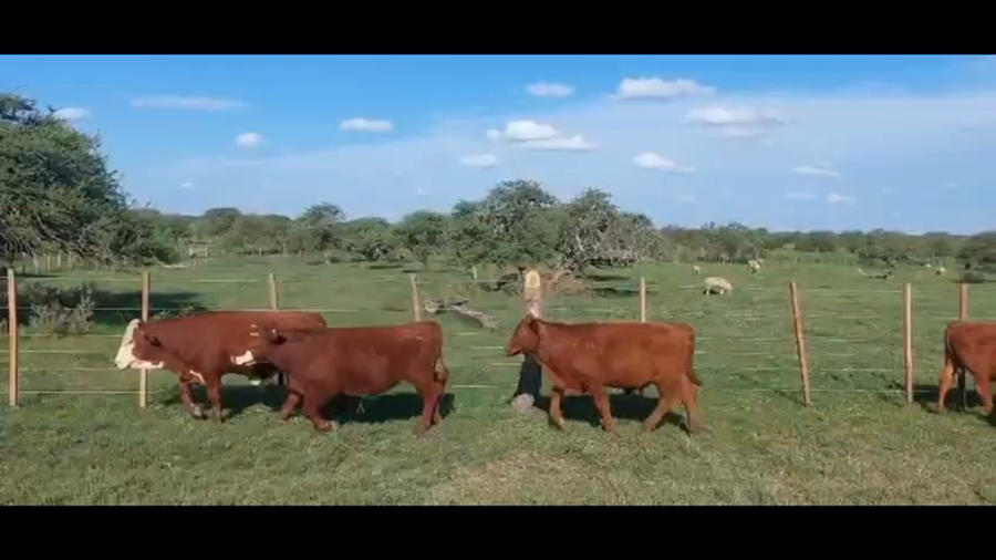 Lote 107 Terneros en Curuzú-Cuatiá, Corrientes