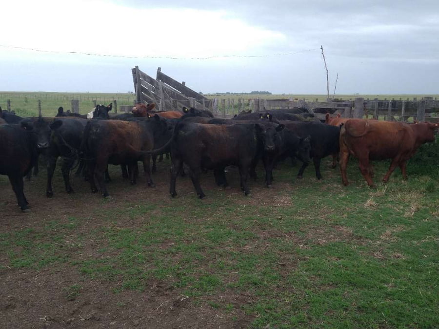 Lote 20 Vaquillonas Preñadas en Gral. Lamadrid, Buenos Aires