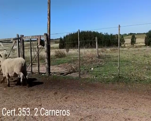 Lote CARNEROS