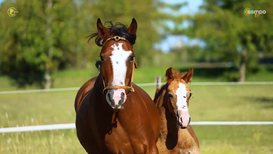 Lote ABROJAL COMPAÑERA