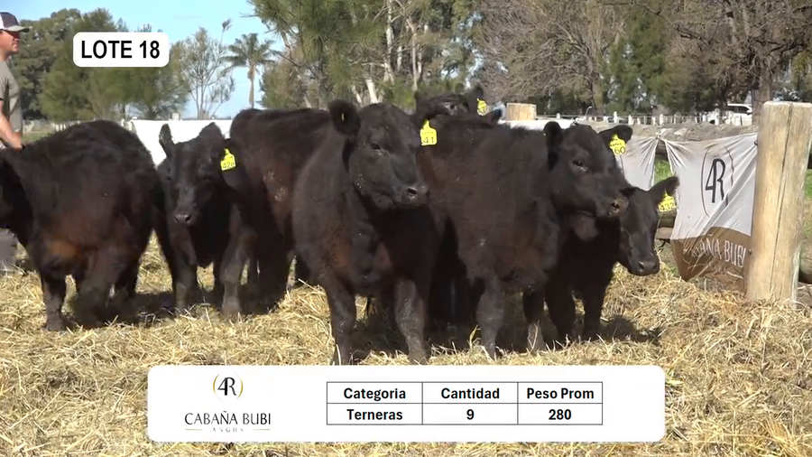 Lote TERNERAS PURAS CONTROLADAS