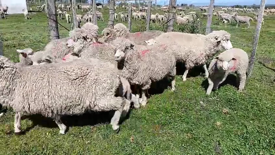 Lote 20 Piezas de cría a remate en Pantalla Camy, San José