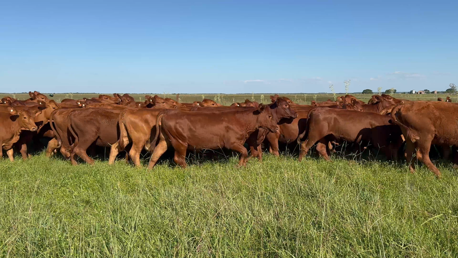 Lote 55 Terneras en Corrientes, Nueve de Julio