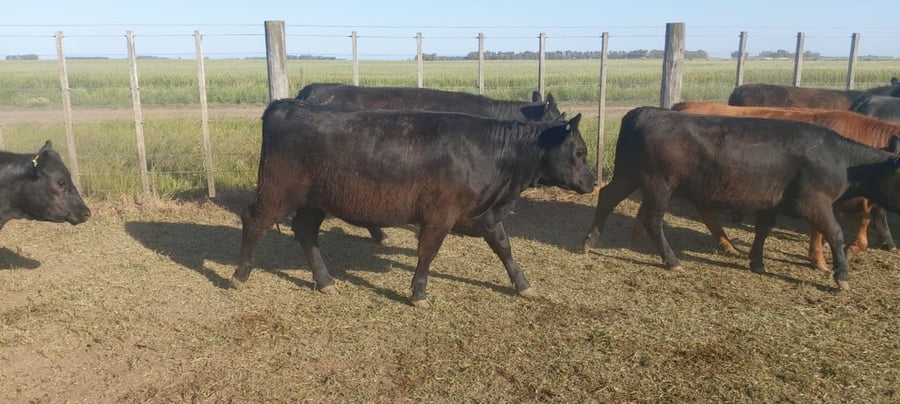 Lote 75 Vaquillonas en Tres Arroyos, Buenos Aires