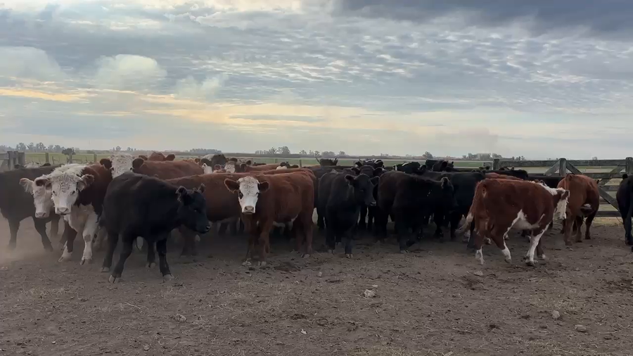Lote 44 Novillitos ANGUS a remate en PRUEBA  en Gualeguay (Entre Ríos)