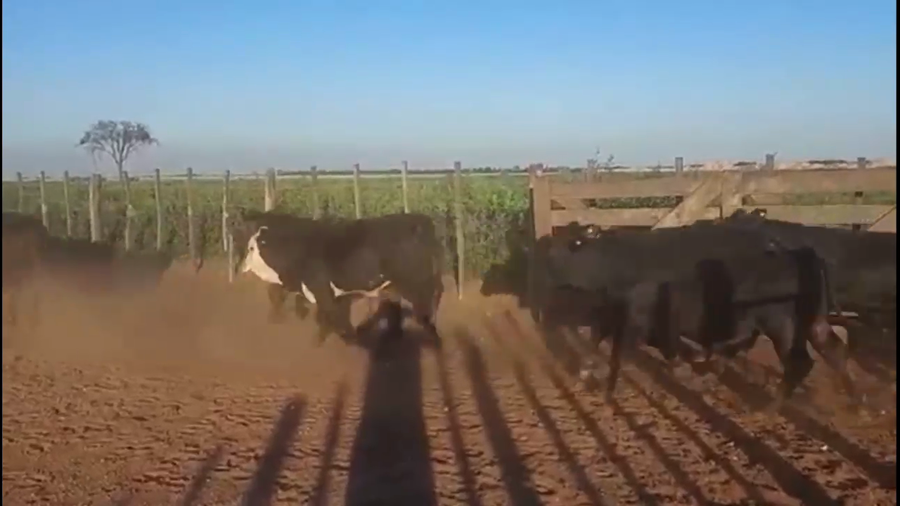 Lote 420 Novillitos
