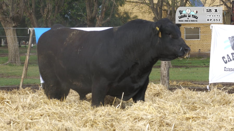 Lote TOROS PUROS CONTROLADOS