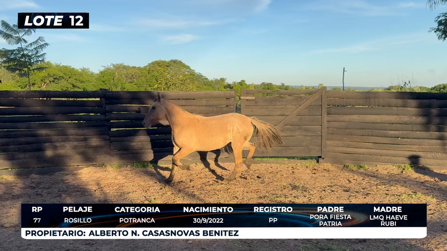 Lote LOTE 12