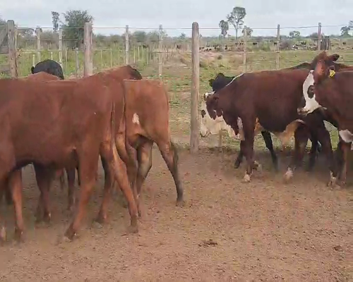 Lote 75 Novillitos en Tintina, Santiago del Estero