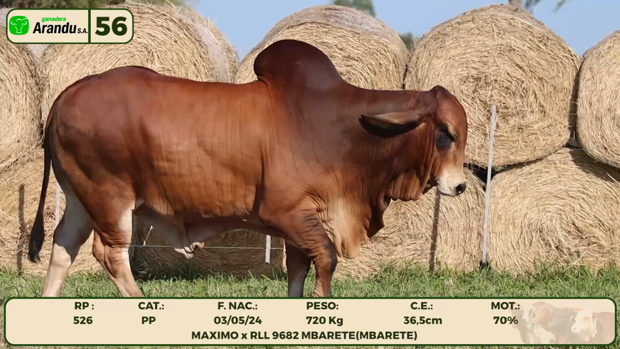 Lote LOTE 56