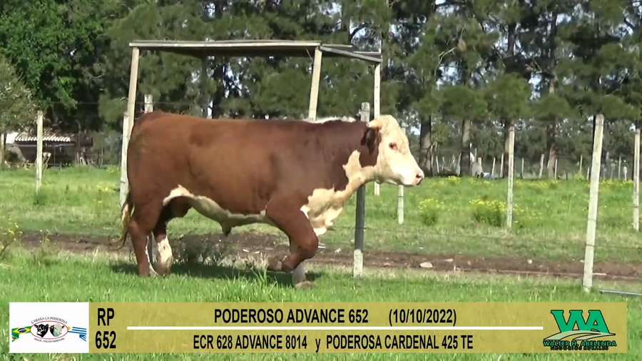 Lote Toros PI / PO / PC Hereford a remate en Cabaña La Poderosa, Florida