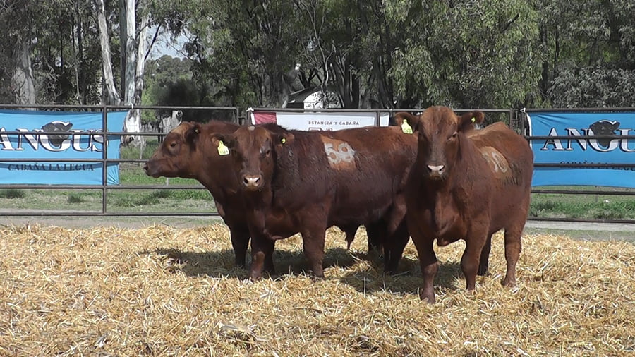 Lote TOROS ANGUS COLORADOS PC