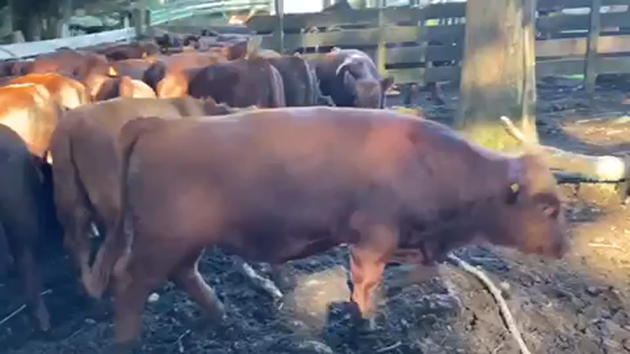 Lote 63 Ternero en Puerto Varas, X Región Los Lagos