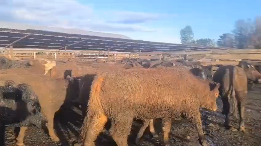 Lote 20 Vaquilla Gorda en Los Ángeles, VIII Región Biobío