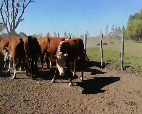 Lote 33 Novillos en Federal, Entre Ríos