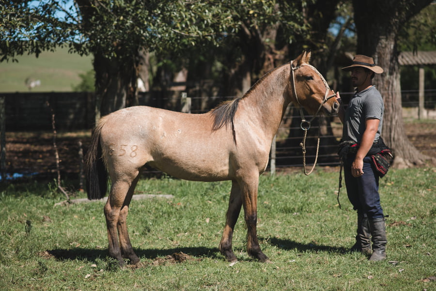 Lote GALPONERO MOJÓN