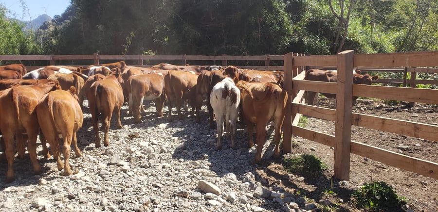 Lote 60 Vaquilla Engorda en Futrono, XIV Región Los Ríos