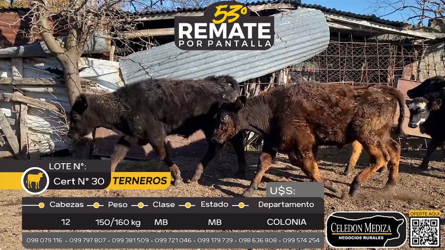 Lote 12 Terneros en La Horqueta, Colonia