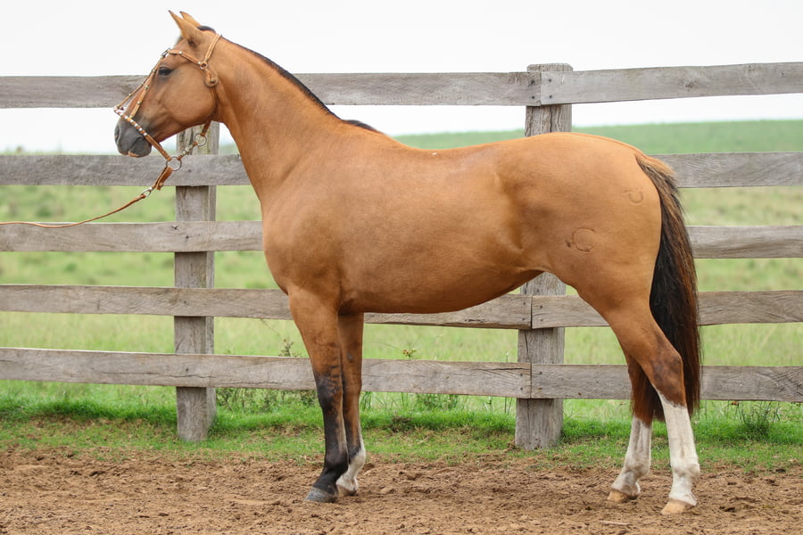 Lote Buena Pinta De Los Recuerdos