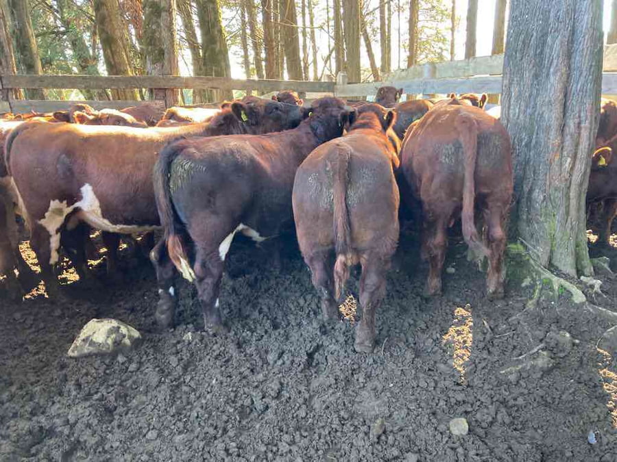 Lote 63 Ternero en Puerto Varas, X Región Los Lagos