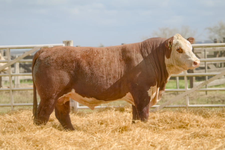 Lote Lote 18