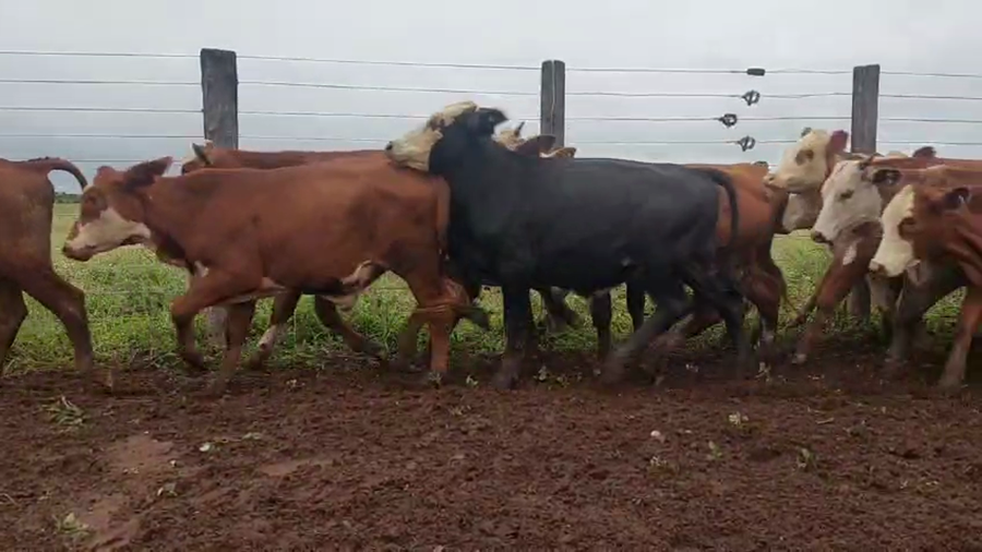 Lote 500 Novillos en Salta, A. Saravia