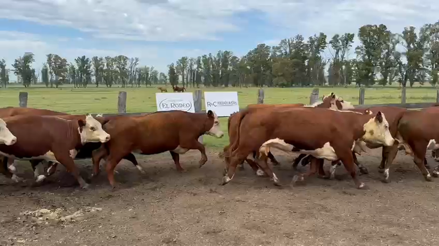 Lote 22 Vaca Exportacion