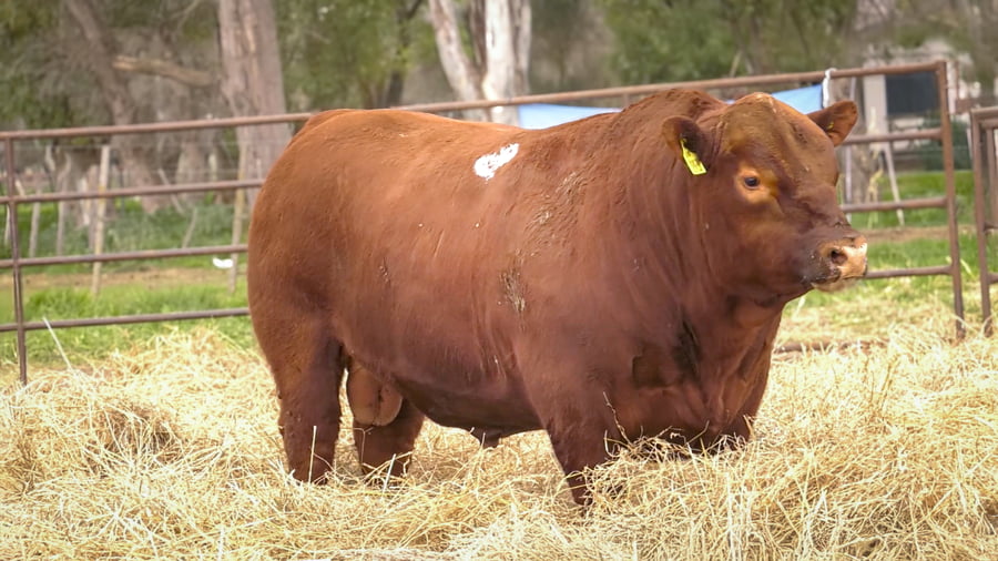 Lote TOROS ANGUS  PP