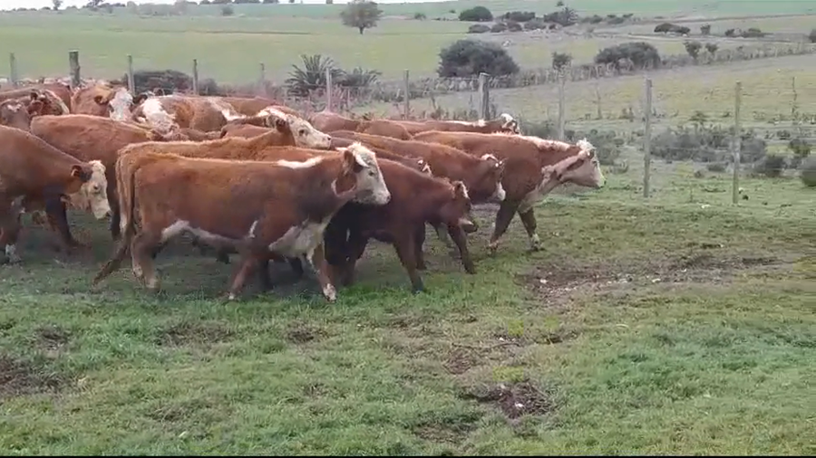Lote (Vendido)28 Novillos HEREFORD - HEREFORD/ ANGUS a remate en #35 Pantalla Carmelo 300kg -  en SAN PEDRO
