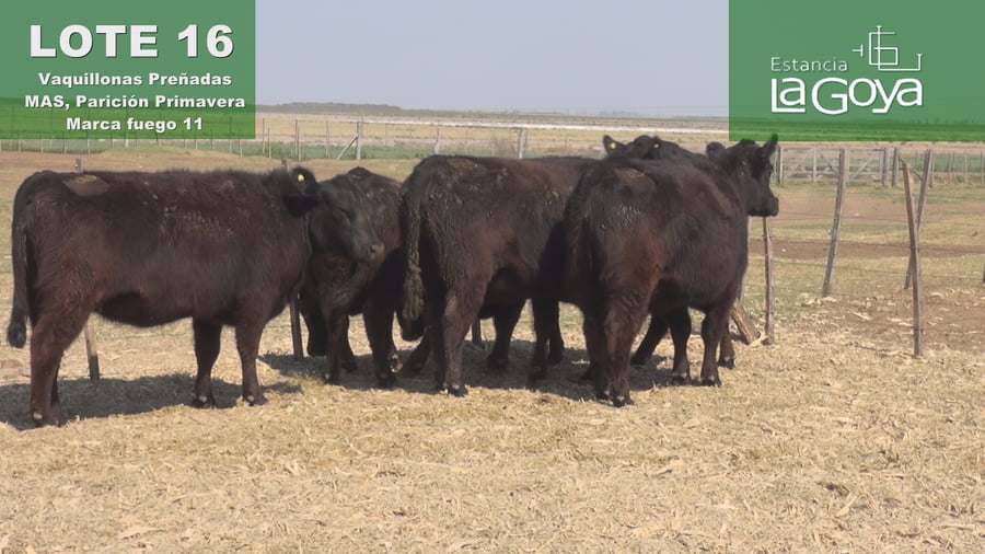 Lote VAQUILLONAS PREÑADAS MAS PARICIÓN PRIMAVERA