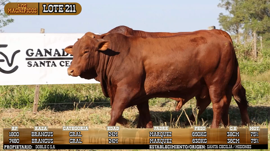 Lote LOTE 211 - VIVO