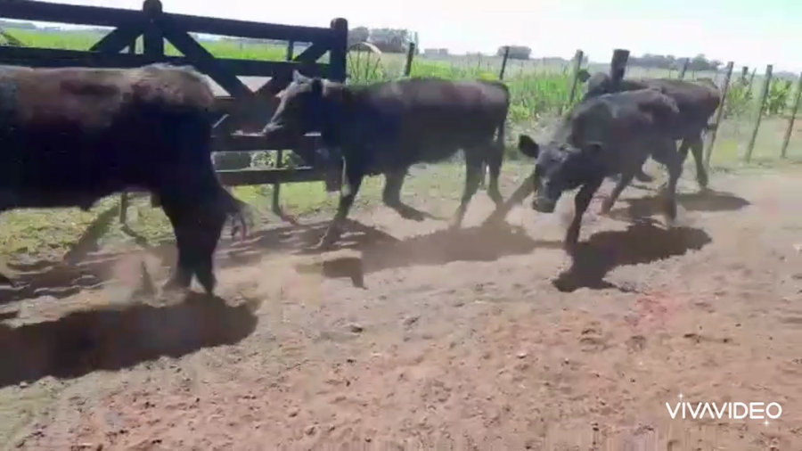 Lote 46 Terneros/as en Ayacucho, Buenos Aires