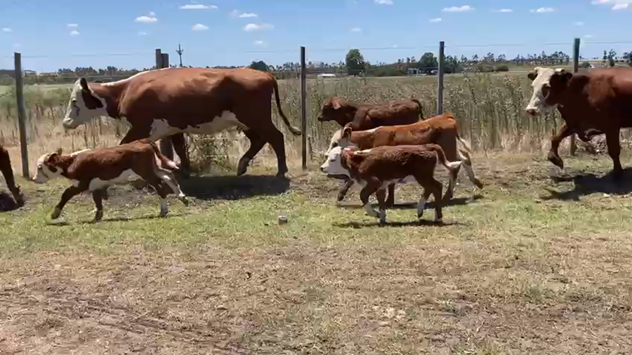 Lote 22 Piezas de Cría