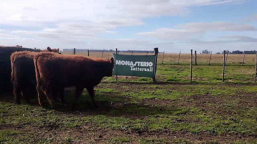 Lote 31 Terneros/as en Olavarria