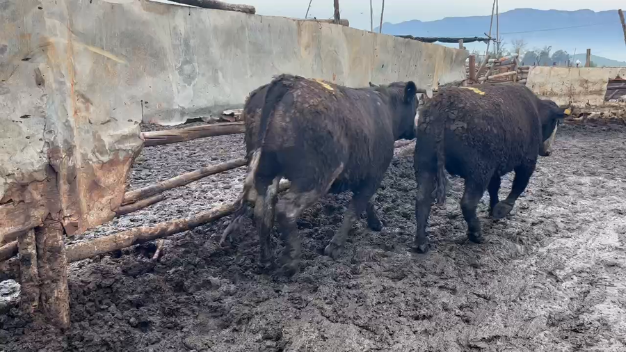 Lote 20 Novillo Gordo en Mostazal, VI Región O'Higgins