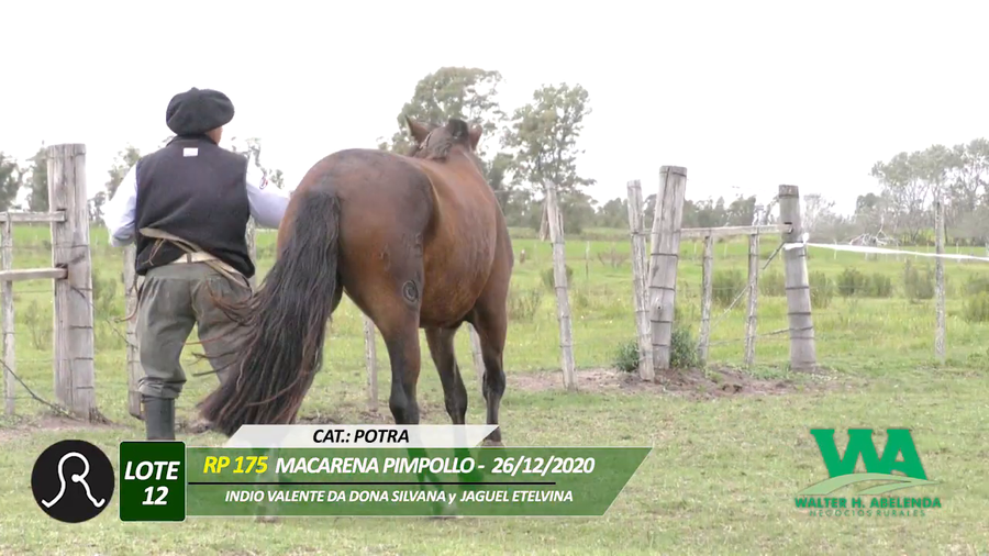 Lote MACARENA PIMPOLLO