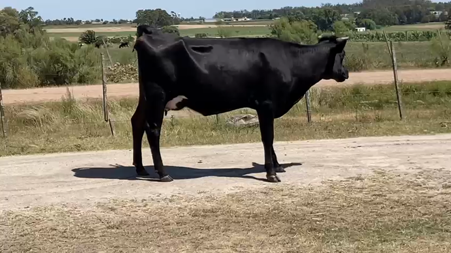 Lote Vaquillona Parida