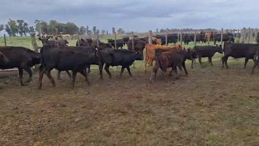 Lote 56 Terneras