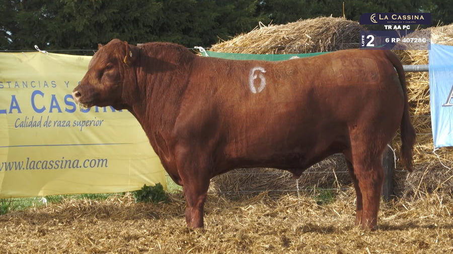 Lote TOROS ANGUS PURO CONTROLADO
