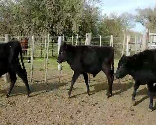Lote 18 Novillitos en Brandsen, Buenos Aires
