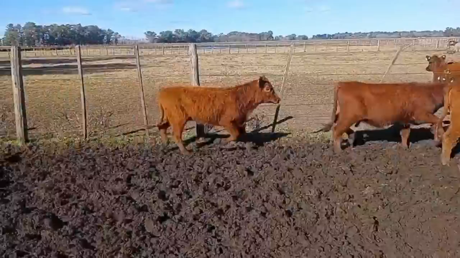 Lote 65 Terneras