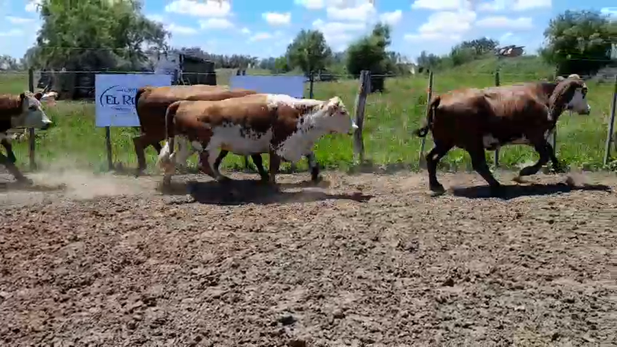 Lote 35 Vaca Exportacion