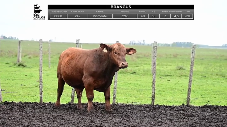 Lote Toros a remate en La Magdalena y San Carlos, Artigas