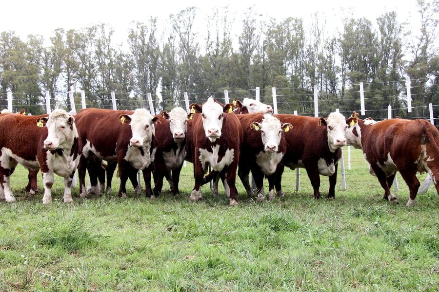Lote VAQUILLONAS PREÑADAS PR POLLED HEREFORD -PARICION OTOÑO 2022-