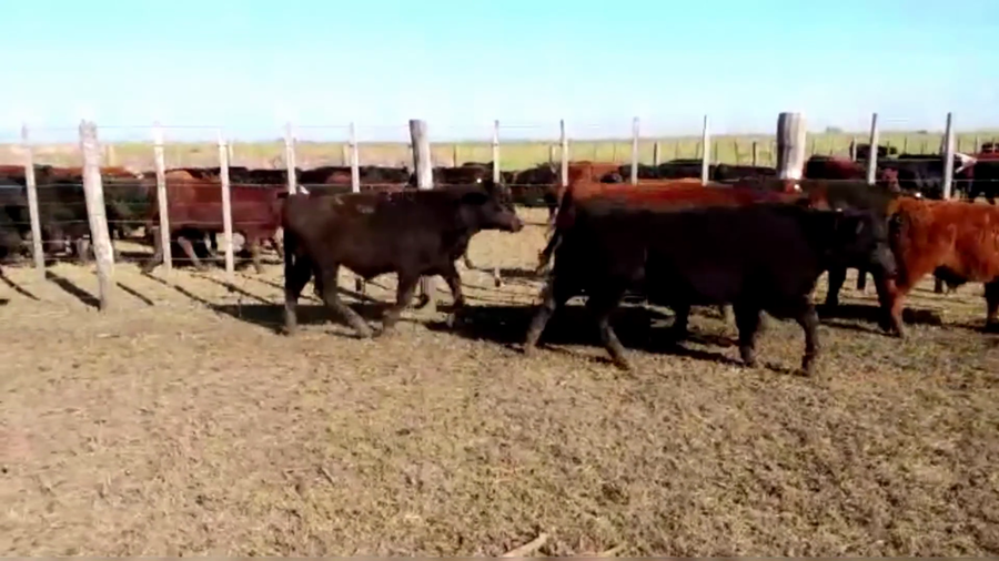 Lote 70 TERNS. MACHOS, LINCOLN, PCIA. DE BS. AS.