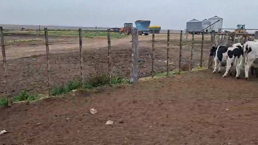 Lote 30 Terneros Holando en Carhue