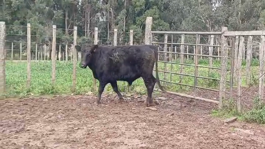 Lote Toros ANGUS a remate en #48 Pantalla Carmelo en EL CORONILLA