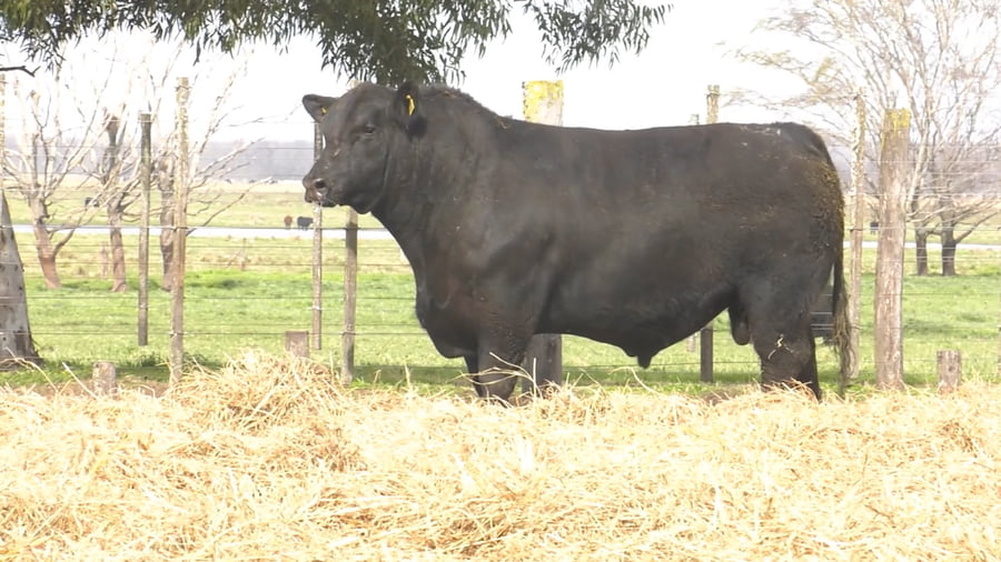 Lote TOROS PUROS POR CRUZA