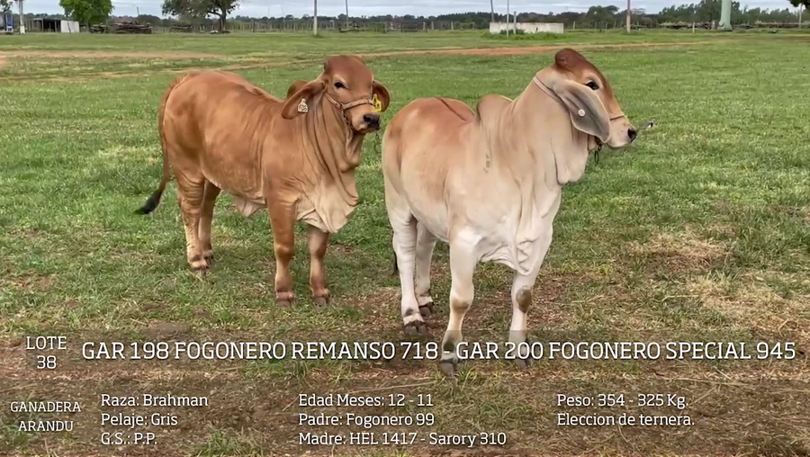 Lote TERNERA A ELECCION -LOTE 38